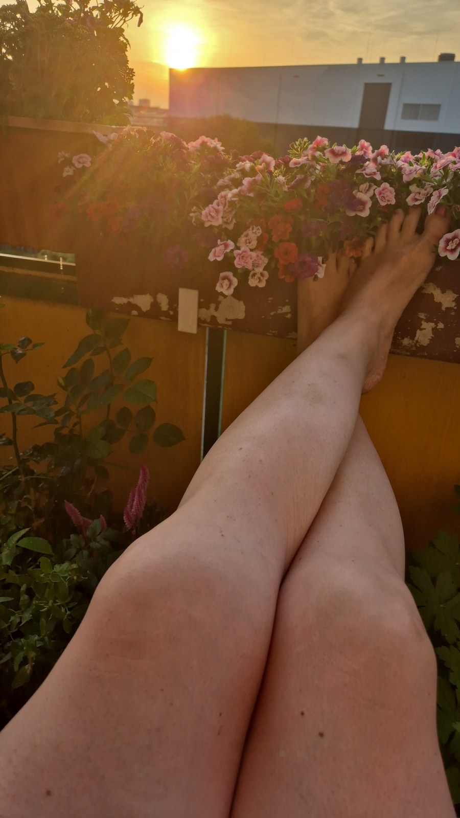 LilaFlower - Foto 2